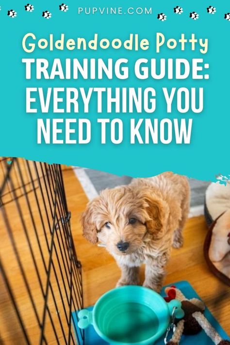 Goldendoodle Puppy Training, Golden Doodle Training Tips, How To Potty Train A Puppy, Doodle Training, Rocky Training, Goldendoodle Training, Potty Training Puppy Apartment, Poodle Puppy Training, Potty Training Guide