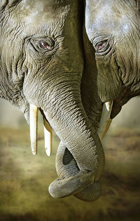 2 Elephants, Elephants Never Forget, Elephant Pictures, Elephants Photos, Save The Elephants, Elephant Love, Elephant Art, African Elephant, An Elephant