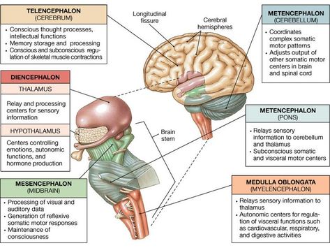 Brain Anatomy And Function, Nervous System Anatomy, Sistem Saraf, Brain Facts, Limbic System, Brain Anatomy, Cranial Nerves, Brain Stem, The Human Brain