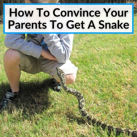 We will show you exactly how to convince you parents to get a snake. The key is to understand their concerns and to address them rationally. First, you should... Snake As Pet, Snake Care, Low Maintenance Pets, Snake Tank, Pet Snake, A Snake, Teacher Outfits, The More You Know, Hair Short