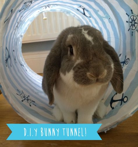 Make cheap tunnels for your bunnies... out of pop-up laundry baskets! Giant breeds of rabbits will be able to enjoy them also!  Find out how to make them here http://newbunnydiaries.tumblr.com/post/89185110676/diy-rabbit-toys-the-bunny-tunnel Bunny Tunnel, Rabbit Tunnel, Diy Bunny Toys, Diy Rabbit Cage, Bunny Ideas, Kat Diy, Enclosure Ideas, Raising Rabbits, Bunny Stuff