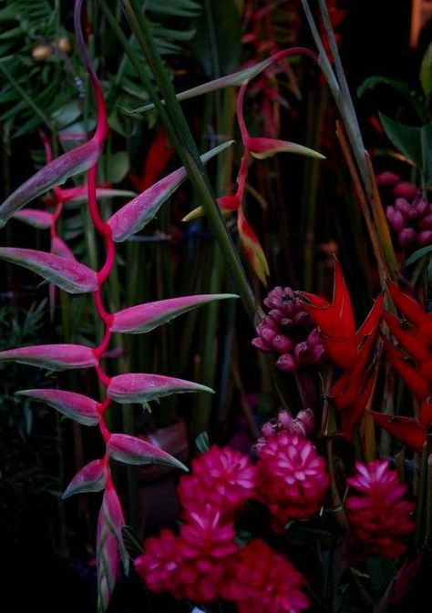 dark and moody summer tropical colours Moody Tropical Wedding, Tropical Colours, Tropical Goth, Moody Tropical, Dark Tropical, Unusual Plants, Unusual Flowers, Summer Tropical, Tropical Colors