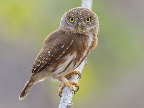 Colima Pygmy-Owl - eBird Thorn Forest, Dry Forest, Pygmy Owl, Small Owl, Forest Canopy, Time Of Day, Song Bird, Reference Images, The Crown