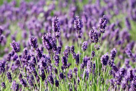 If you’re looking for a beautiful addition to your garden that requires very little maintenance while offering a bountiful harvest year after year, then lavender is the plant for you! Learn what variety fits with your region and the best tips to grow it on Gardener’s Path. Wormwood Plant, Plants That Repel Flies, Deer Resistant Perennials, Citrus Plant, Lavender Seeds, Growing Lavender, Fly Repellant, Aromatic Plant, Zone 5