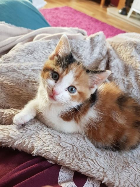 Small Kitten, Calico Cats, Calico Kitten, Cat Ideas, Söt Katt, Kittens And Puppies, Cute Animal Photos, Cute Cats And Kittens