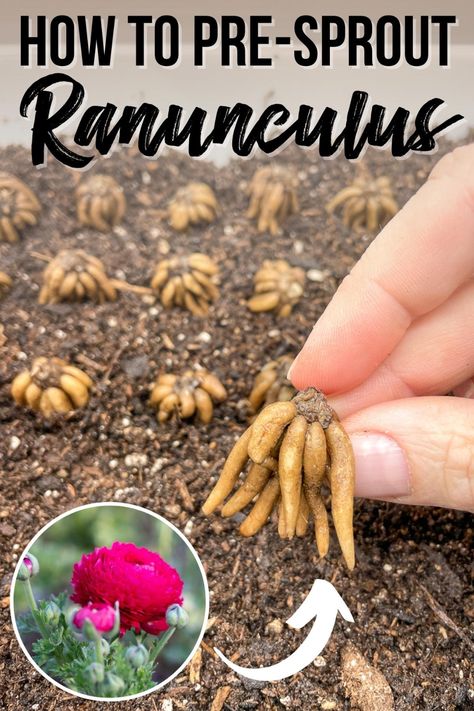 Presprouting ranunculus corms is a great way to get a jump start on the growing season. Here's how to pre-sprout ranunculus bulbs indoors! How To Store Ranunculus Corms, How To Grow Ranunculus In Pots, When To Plant Ranunculus Bulbs, How To Plant Ranunculus Bulbs, Ranunculus In Containers, Planting Ranunculus Bulbs, How To Grow Ranunculus, Growing Ranunculus Flowers, Ranunculus In Pots