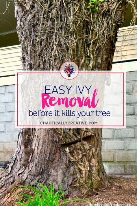 Removing Ivy From Trees Easier Than You Think! Kill Poison Ivy Naturally, Poison Ivy Killer, Poison Ivy Vine, Kill Poison Ivy, Poison Hemlock, Poison Ivy Plants, Lawn Repair, Fall Container Gardens, Ladybug Garden