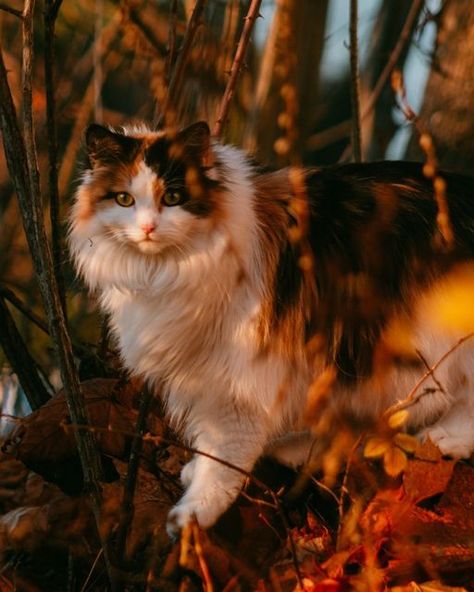 Calico Norwegian Forest Cat, Calico Cat Aesthetic, Hello Kitty Pics, Autumn Cats, Nerd Cat, Fall Cat, Autumn Cat, Cat Tatto, Kitty Pics