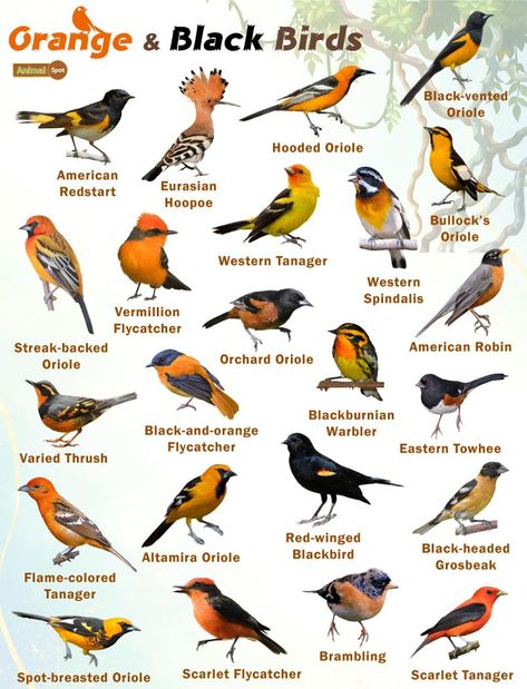 Orange and Black Birds – Facts, List, Pictures Birds Species, Names Of Birds, Backyard Birds Sanctuary, Pig Breeds, Bird Breeds, Birds Photography Nature, Types Of Birds, List Of Birds, Bird Facts