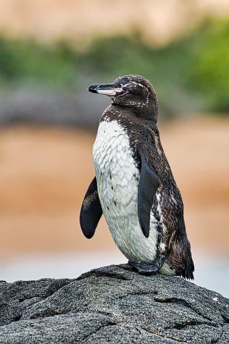 Galápagos Penguin (Spheniscus mendiculus) / Manchot des Galápagos / Image by rich10 (Rich Wolfert) from inaturalist.org Galapagos Penguin, Flightless Bird, Reptiles, Penguins, Animals