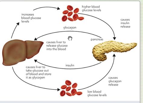 Glycogen and glucose, insulin and glucagon Endocrine Hormones, Low Blood Sugar Symptoms, Blood Sugar Chart, Blood Sugar Monitor, Lower Blood Sugar Naturally, Normal Blood Sugar, Reduce Blood Sugar, High Blood Sugar Levels, Blood Sugar Management