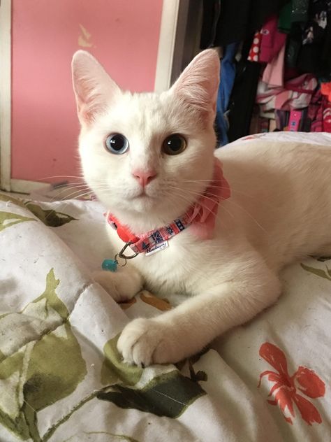 Khao Manee cat, also known as the Diamond Eye Cat Us Cats, Khao Manee, White Cats Aesthetic, Cat White Aesthetic, Khao Manee Cat, White Cat With 2 Color Eyes, Orange And White Cat Aesthetic, Cat Tattoo Simple, White Cat Meme