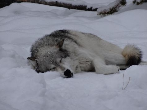 sleeping Wolf Laying Down Reference, Dog Laying Down, Wolf Cuddling, Wolf Sleeping, Wolf Lying Down, Wolf Laying Down, Sleeping Wolf, Mexican Wolf, Alpha Wolf