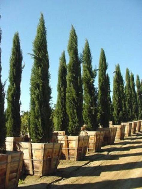 Pencil Pine, Cupressus Sempervirens, Italian Cypress, Hydrangea Quercifolia, Living Fence, Plant Seeds, Plant Spacing, Tree Seeds, Cypress Trees