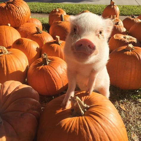 Pumpkin Patch Halloween, Pig Dress, Pig Pictures, Small Pigs, Cute Piglets, Mini Pigs, Happy Pictures, Cute Piggies, Pet Pigs