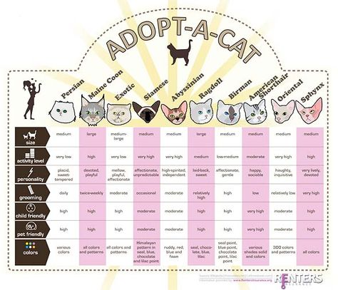 Cat Weight Chart, Cat Personality, Different Types Of Cats, Cat Personalities, Cat Jokes, Cat Hacks, Types Of Cats, Kinds Of Cats, Kitten Care