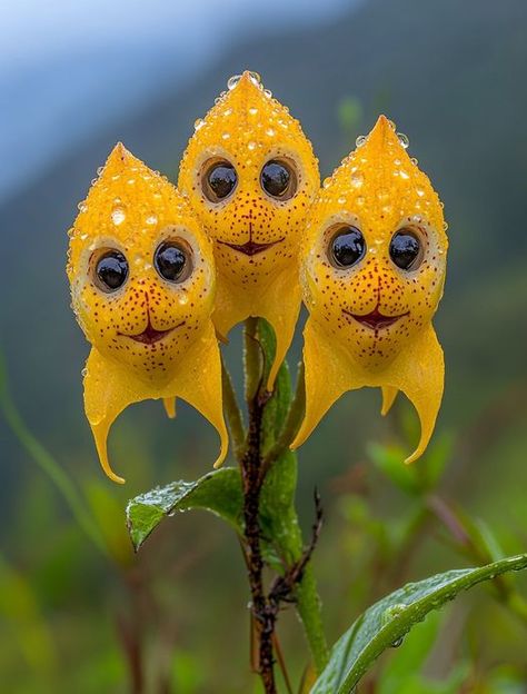 A captivating trio of Monkey Orchids, showcasing their uncanny resemblance to playful monkeys. With wide, expressive "eyes" and a mischievous grin, these unique flowers are a true marvel of nature.
Light: Bright, indirect light. Avoid direct sunlight.
Water: Keep the potting mix consistently moist, but not soggy.
Soil: Well-draining, epiphytic orchid mix.
Temp: 55-75°F (13-24°C).
Humidity: High humidity levels.


#houseplants #Plants #garden Monkey Orchid, Nature Light, Expressive Eyes, Plants Garden, Unusual Flowers, Light Bright, Unique Flowers, Dracula, Monkeys