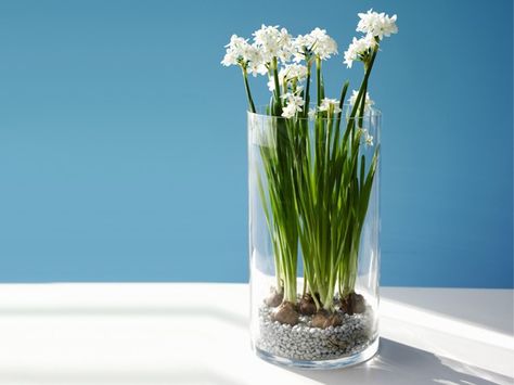 Paperwhite Daffodils in a tall clear glass for a maintenance-free arrangement. The slender foliage creates interest inside of the vase. Delphinium Plant, Old Candles, Christmas Plants, Flower Guide, Flower Meanings, Flower Arrangements Simple, Plant Ideas, Hardy Perennials, Month Flowers