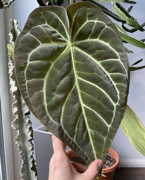 Anthurium magnificum (@flat_jungle) Anthurium Magnificum, Mom Care, Plant Aesthetic, Plant Mom, Cool Plants, Fairy Garden, House Plants, Plant Leaves, Plants