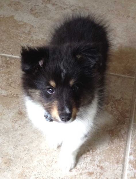 Tri-color Shetland Sheepdog puppy...adorable. Sheepdog Puppy, Shetland Sheepdog Blue Merle, Sheltie Puppy, Shetland Sheepdog Puppies, Dog Dna Test, Sheltie Dogs, Shetland Sheep, Dog Mixes, Rough Collie