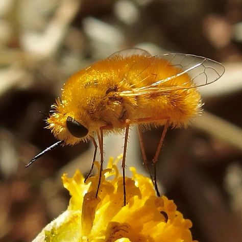 long-legged orange bee-fly - Lordotus Bee Fly, Flying Bugs, Bug Photography, Bee Aesthetic, Pretty Bugs, Cute Bugs, Bug Collection, Insect Photography, Cool Insects