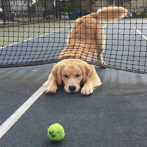 Golden Retriever Mix, Retriever Puppy, Cane Corso, Golden Retrievers, Cute Kittens, Cute Creatures, Funny Cartoon, Funny Animal, Training Tips