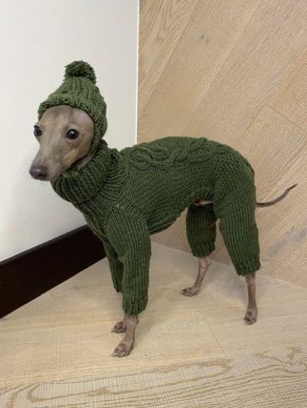 Italian Greyhound Clothes, Greyhound Puppy, Italian Greyhound Dog, Whippet Dog, Grey Hound Dog, Silly Dogs, Silly Animals, Italian Greyhound, Different Colours