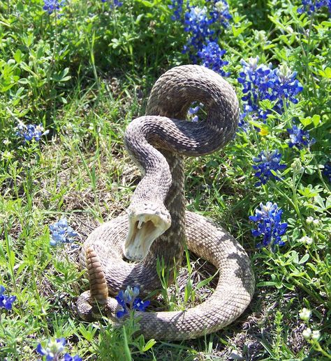 Rattler in the bluebonnets  Be careful! Texas Rattlesnake, Deadly Animals, Blue Bonnets, Animal Kingdom, Outdoor Recreation, Reptiles, Animals Wild, Kayaking, Texas