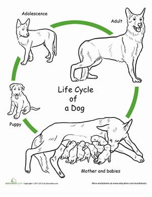 First Grade Life Science Animals Worksheets: Color the Life Cycle: Dog Life Cycle Of Animals, Cycle For Kids, Chicken Life Cycle, Animal Life Cycles, Dog Education, Fathers Day Coloring Page, 1st Grade Science, First Grade Science, Cycle Of Life