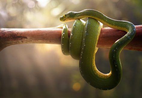 Tree Snake, Viper Snake, Danny Green, Snake Wallpaper, Pit Viper, Snake Art, Green Snake, Green Trees, Artist Canvas