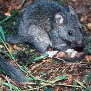 Dealing with Packrats - Nature and Environment - MOTHER EARTH NEWS Wood Rat, Biology Evolution, Small Rat, Pack Rat, Winter Wildlife, Frozen Tundra, North American Animals, Off Grid Survival, North American Wildlife