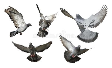 Flock of pigeon flying isolated royalty free stock image Tattoo Dove, Pigeons Flying, Pigeon Flying, Pigeon Tattoo, Pigeon Logo, Flying Pigeon, Dove Flying, Fly Drawing, White Pigeon