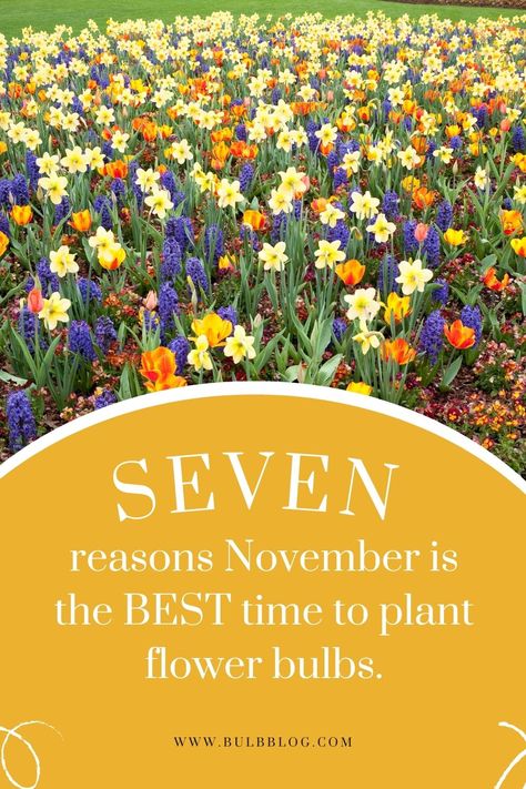 Read our seven reasons why November is the best time to plant flower bulbs that will bloom and grow in spring. Bulb Planting Ideas, Beginner Garden, Plant Bulbs, Fall Bulbs, Daffodil Bulbs, Flower Bulbs, Spring Flowering Bulbs, Spring Bulbs, Garden Borders