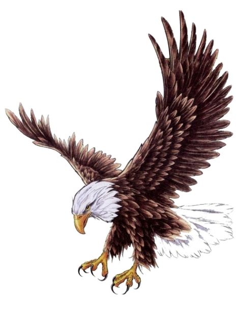 White Eagle Tattoo, Eagle Back Tattoo, Eagle Tattoo Designs, Eagle Wing Tattoos, Bald Eagle Tattoos, Black Bird Tattoo, Flying Bird Tattoo, Eagle Drawing, White Eagle