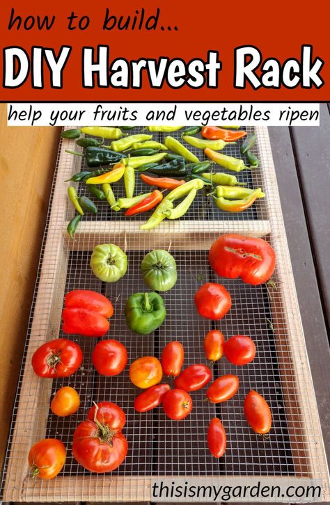 How to build a DIY Harvest Rack to help your fruits and vegetables ripen. #diy #project #garden #harvest #rack #mesh #wood #tomatoes #stonefruit #build #pickyourown #thisismygarden Farming Ideas, Vegetable Rack, Quick Fashion, Gardening Hacks, Canning Tomatoes, Frozen Veggies, Stone Fruit, Woodworking Furniture, Simple Diy