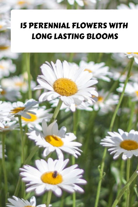 Incorporating perennial flowers into your garden can bring a vibrant burst of color and the joy of blossoms that come back year after year. Although some perennials bloom for short periods, we have chosen varieties that offer longer-lasting beauty and charm to enhance your outdoor space throughout the seasons. Diy Homesteading, Yellow Perennials, Salvia Plants, Daisy Image, Garden Sanctuary, Long Blooming Perennials, Shasta Daisies, Sun Loving Plants, Perennial Flowers