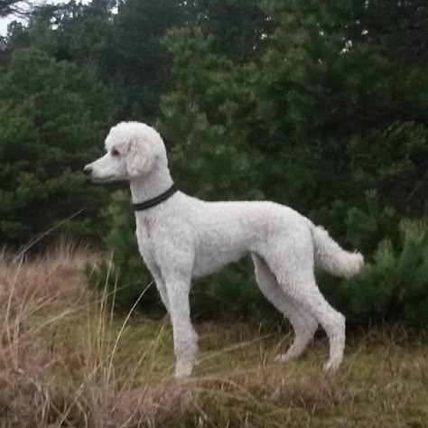 Standard Poodle Sporting Clip, Poodle Cuts Standard, Standard Poodle Creative Grooming, Summer Poodle Cuts, Shaved Poodle Haircut, Poodle Shaved Face, Standard Poodle Haircut Styles Short, Short Poodle Cuts, Poodle Haircut Styles Short