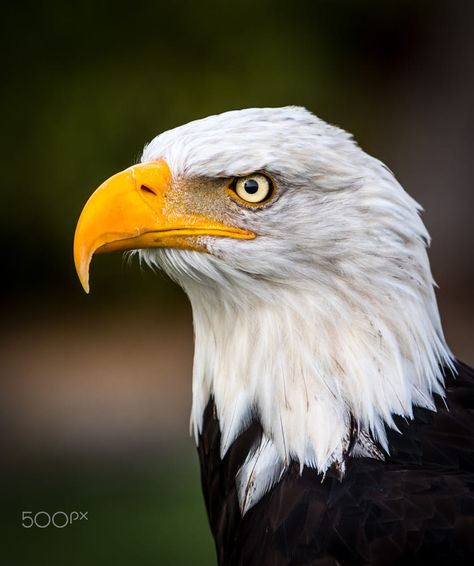 Look me in the eyes - American Bald Eagle Eagle Side Profile, Types Of Eagles, Regard Animal, Bird Template, Eagle Pictures, Bird Carving, American Bald Eagle, Eagle Eye, Majestic Animals