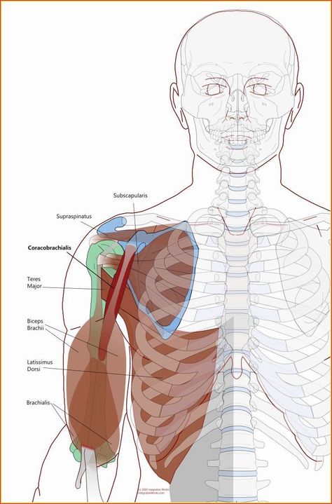 Nature-based stress relief and healing. Functional Anatomy, Neuromuscular Therapy, Anatomy Medical, Biceps Brachii, Body Mechanics, Psoas Muscle, Muscle Anatomy, Tight Hips, Piano Songs