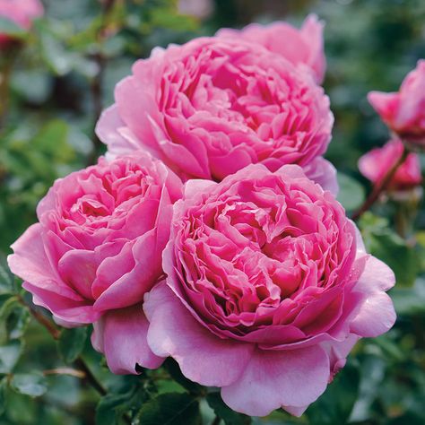 Princess Alexandra Of Kent, Alexandra Of Kent, Rosen Beet, Austin Rose, Coming Up Roses, Shrub Roses, Princess Alexandra, David Austin Roses, Growing Roses