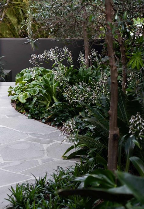 A small garden in Sydney’s eastern suburbs celebrates its clever dual personality. Under Planting Ideas, Urban Courtyard Garden, Crazy Pave Path, Mcm Landscaping Front Yards, Dioon Spinulosum, Bluestone Path, Dulux Domino, Landscape Small Garden, Small Modern Garden