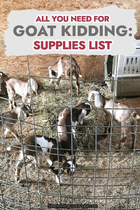 Discover the ultimate guide to assembling a complete and efficient goat birthing kit! Be ready for every step of the kidding process with our comprehensive goat kidding supplies list. Ensure a successful and stress-free experience as you prepare for your goats to give birth. Don't miss out on this essential resource for goat owners and breeders. Get your kit stocked and be fully prepared for a smooth and successful kidding! Goat Kidding Kit, Goat Care, Goat Barn, Goat Kidding, Dairy Goats, Give Birth, Goat Farming, Supply List, Be Ready