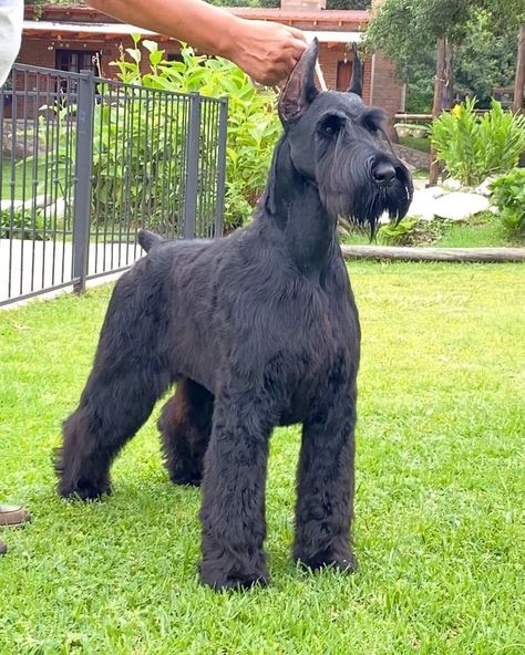 Dog Breed ➡️ GIANT SCHNAUZER From @schnauzer_cethuz 🐶 CETHUZ Supernova 10 months old Country 🇦🇷 . #schnauzer Giant Schnauzer No Beard, Giant Schnauzer Aesthetic, Giant Schnauzer Grooming Styles, Giant Schnauzer Grooming, Large Schnauzer, Schnauzer Haircuts, Giant Schnauzer Puppy, Schnauzer Standard, Memorial Painting