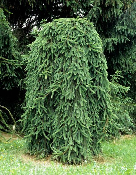 Weeping Spruce, Weeping Conifer Trees, Weeping White Spruce, Weeping Alaskan Cedar, Weeping Norway Spruce, Weeping Trees, Pine Garden, Picea Abies, Evergreen Landscape