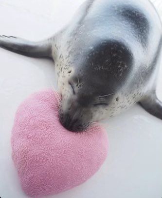 Cute Heart Aesthetic, Heart Aesthetic, Cute Seals, Baby Seal, A Seal, Silly Animals, Cute Heart, Sea Lion, Ocean Creatures