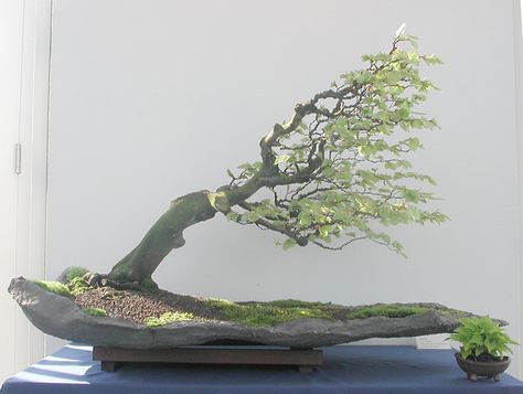 Unique deciduous Bonsai - Windswept to the extreme Windswept Bonsai, Bonsai Tattoo, Unique Bonsai, Japanese Maple Bonsai, Maple Bonsai, Bonsai Tree Types, Bonsai Techniques, Indoor Bonsai Tree, Beautiful Bonsai