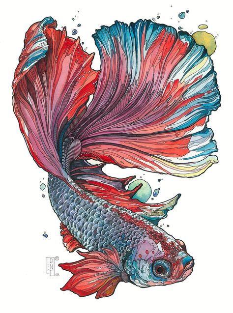 Irene Meniconi, Mixed Media Drawing, Media Drawing, Micron Pens, Koi Art, Watercolor Fish, Fish Illustration, Drawing On Paper, Fish Drawings