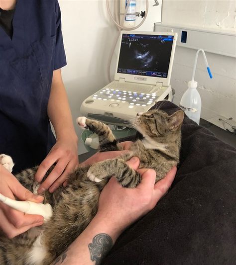 Pregnant cat takes funny ultrasound photos Cat Ultrasound, Vet School Motivation, Shocked Cat, Kitty Play, Pregnant Cat, Vet Medicine, Vet School, Vet Student, A Vet