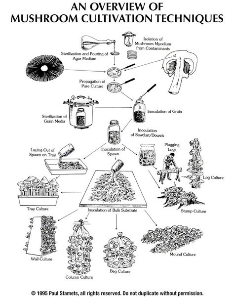 Picking Mushrooms, Mushroom Culture, Growing Mushrooms At Home, Mushroom Growing, Mushroom Cultivation, Garden Mushrooms, Grow Vegetables, Edible Mushrooms, Mushroom Fungi