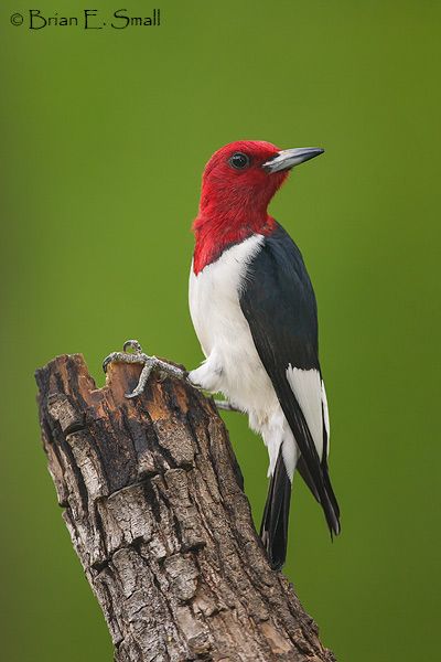 Brian E. Small Bird Photography Woodpecker Art, Wild Birds Photography, Draw Birds, Most Beautiful Birds, Woodpeckers, Carving Art, Rare Birds, Funny Birds, Nature Birds